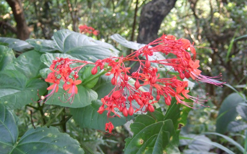 Japanese Glorybower photo 4
