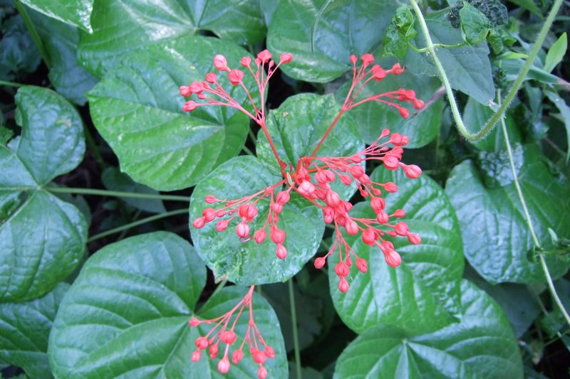 Japanese Glorybower photo 5