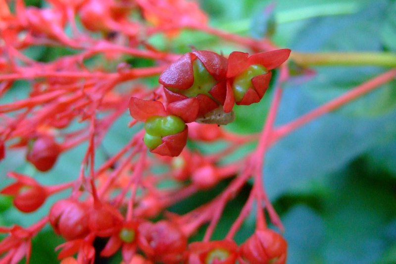 Japanese Glorybower photo 6
