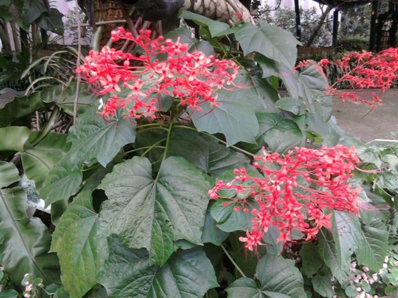Japanese Glorybower photo 7