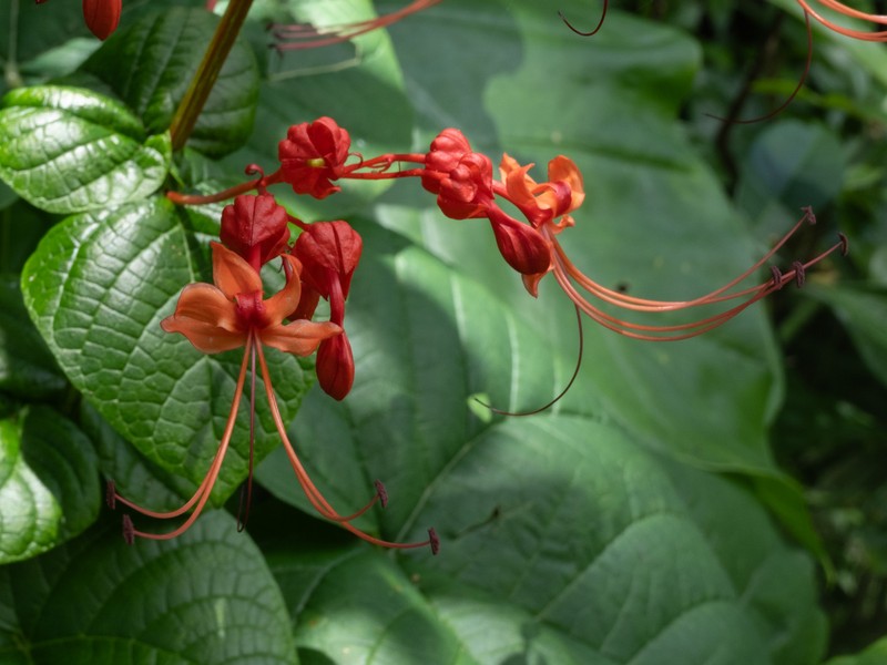 Japanese Glorybower photo 8