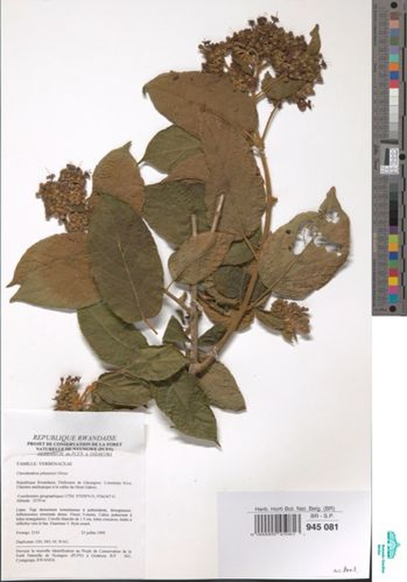 Clerodendrum johnstonii var. rubropunctatum photo 2