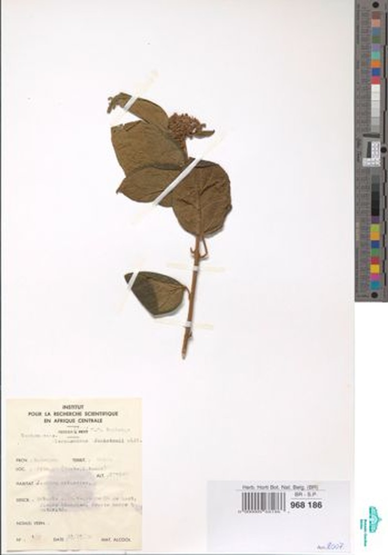 Clerodendrum johnstonii var. rubropunctatum photo 3