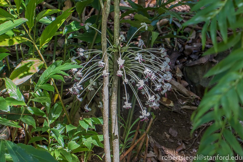 Clerodendrum kamhyoae photo 2