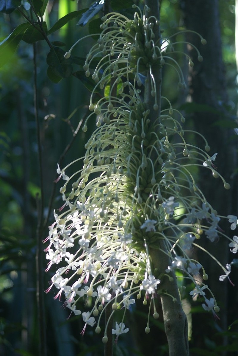 Clerodendrum kamhyoae photo 3