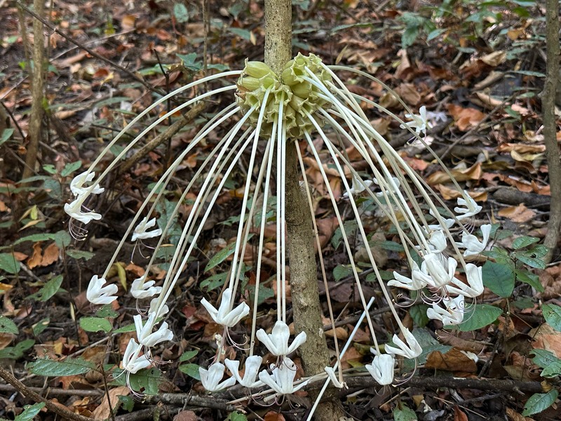 Clerodendrum kamhyoae photo 7