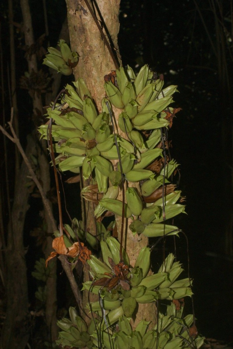 Clerodendrum kamhyoae photo 8