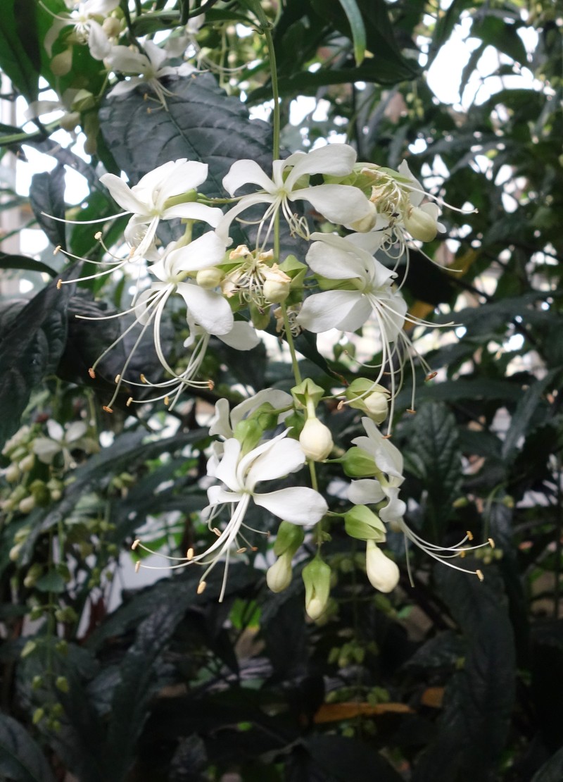 Wallich's Glorybower photo 4