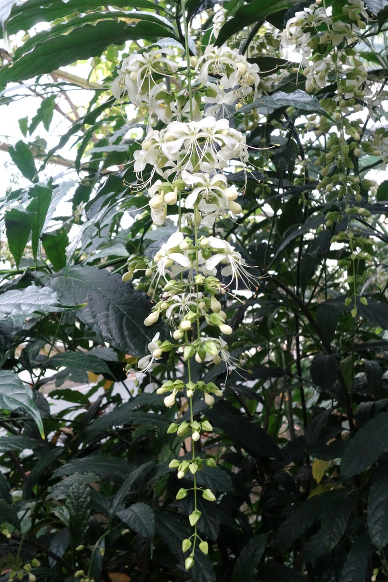Wallich's Glorybower photo 5