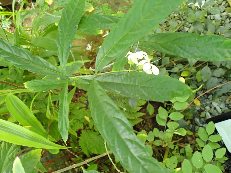 Wallich's Glorybower photo 6
