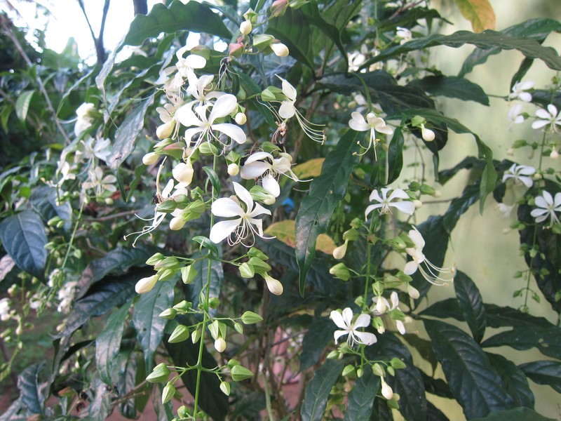 Wallich's Glorybower photo 7