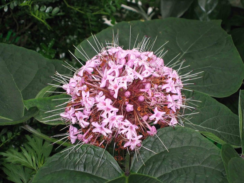 Lindley's Clerodendrum