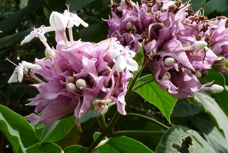 Velvetleaf Glorybower photo 4