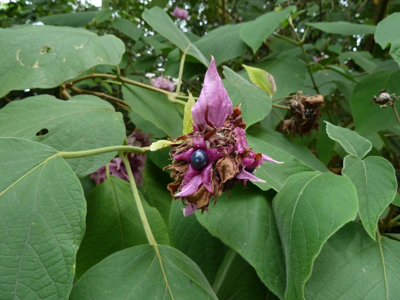 Velvetleaf Glorybower photo 5