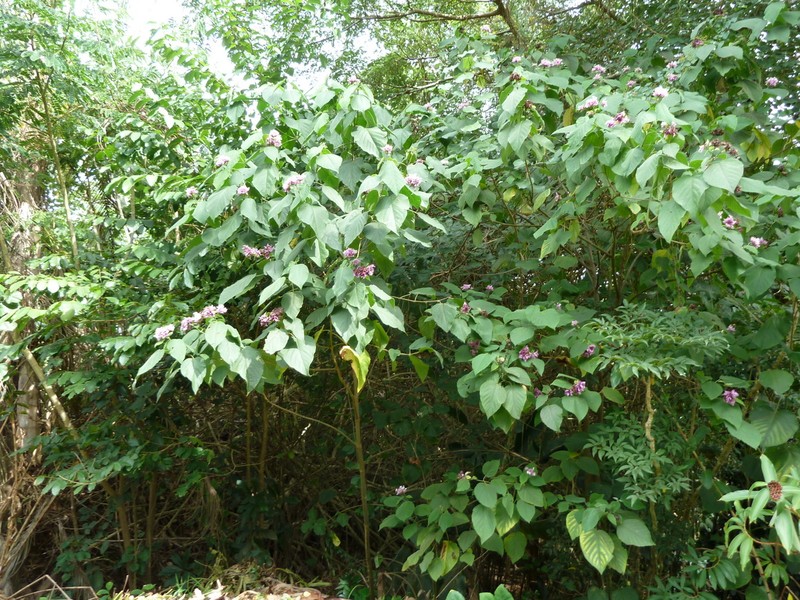 Velvetleaf Glorybower photo 6