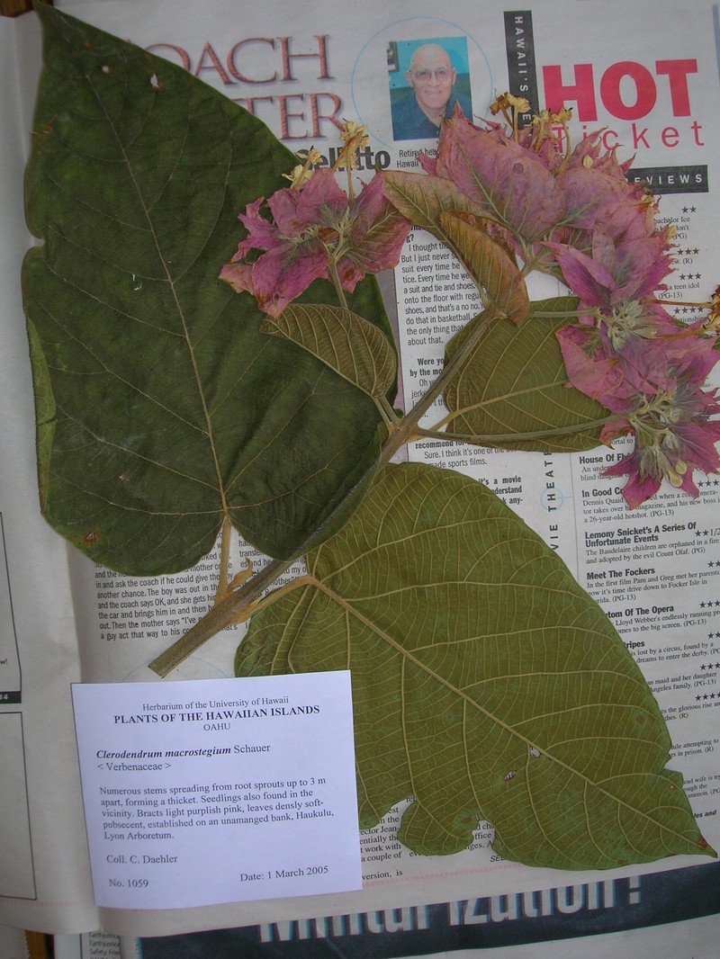 Velvetleaf Glorybower photo 3