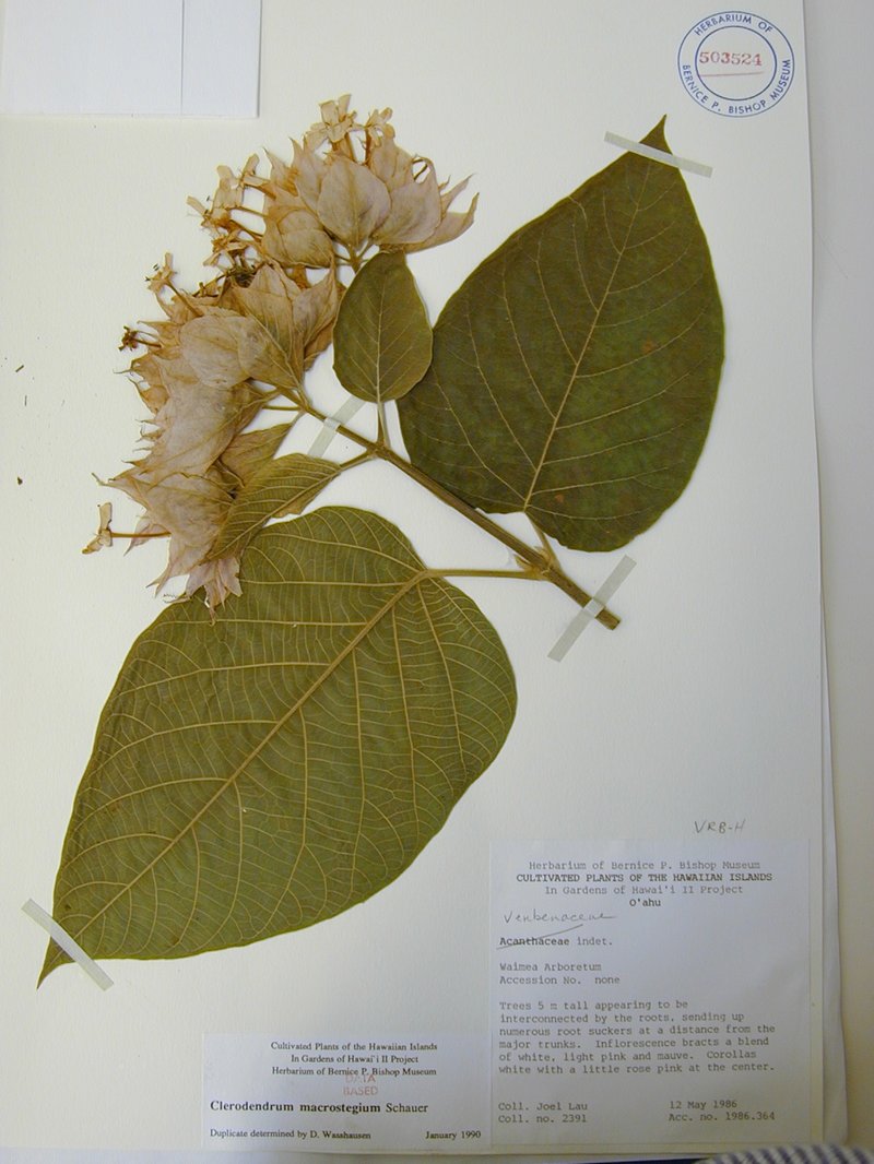 Velvetleaf Glorybower photo 7