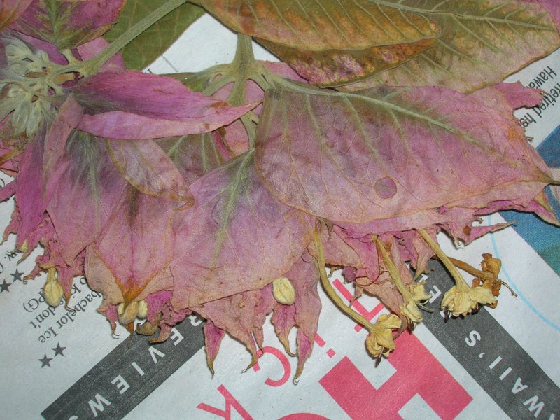 Velvetleaf Glorybower photo 8