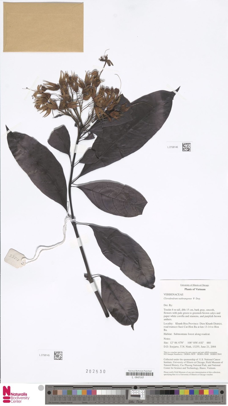 Clerodendrum nhatrangense