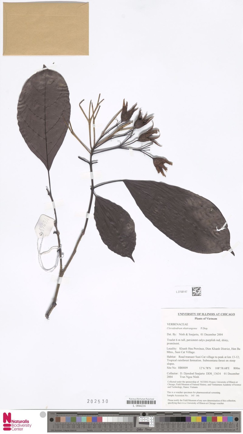 Clerodendrum nhatrangense photo 2