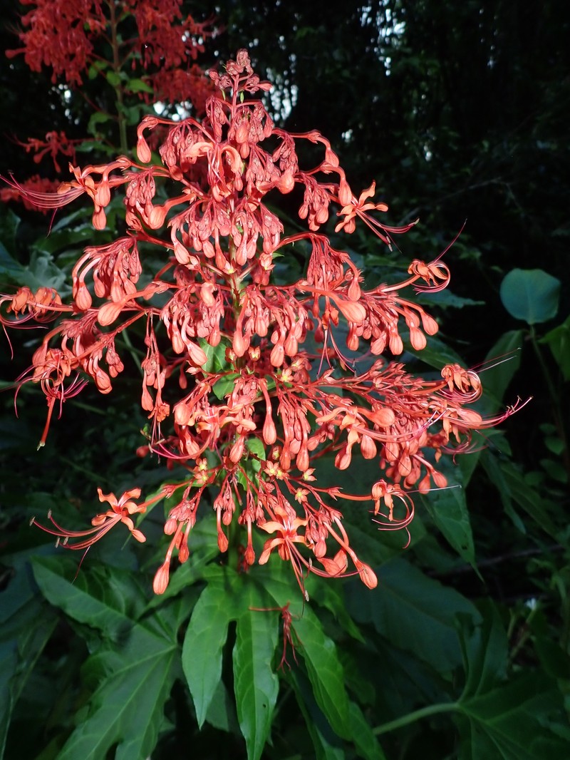 Clerodendrum palmatolobatum