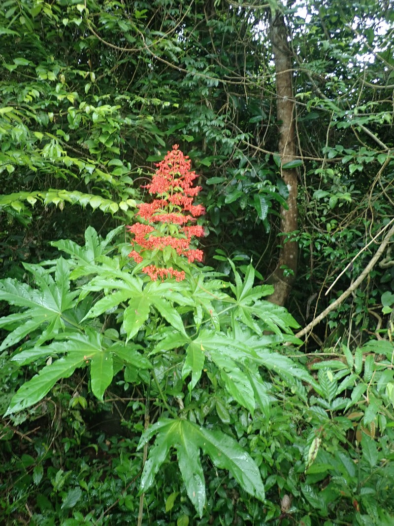 Clerodendrum palmatolobatum photo 2