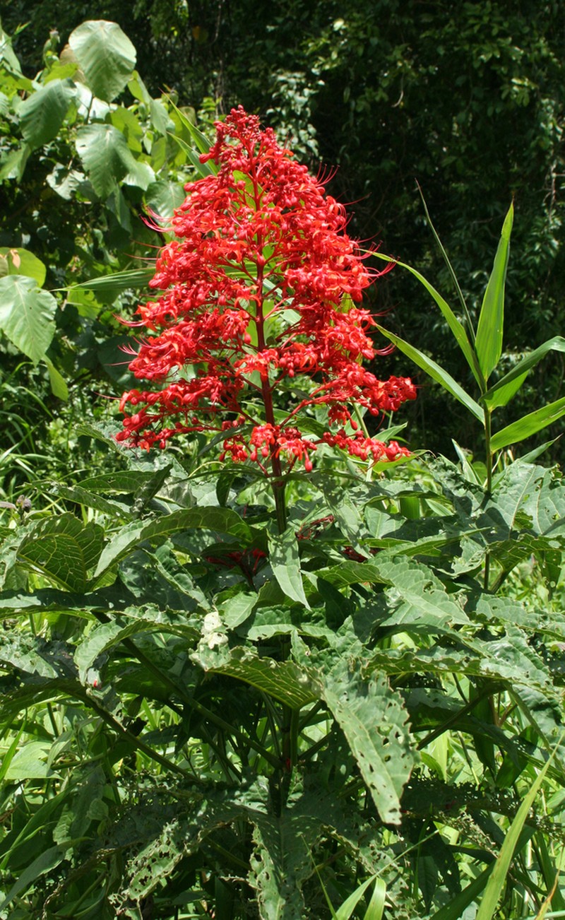 Clerodendrum palmatolobatum photo 3