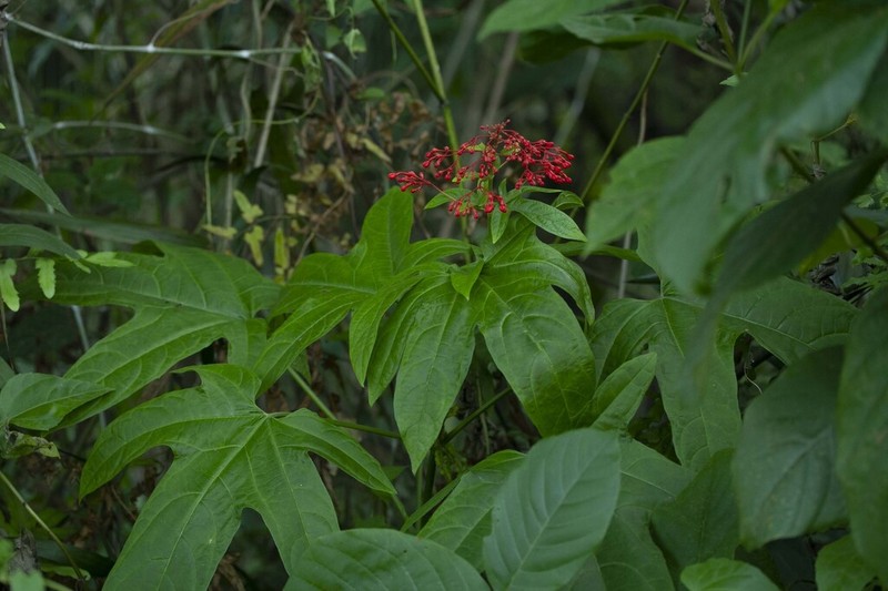 Clerodendrum palmatolobatum photo 4