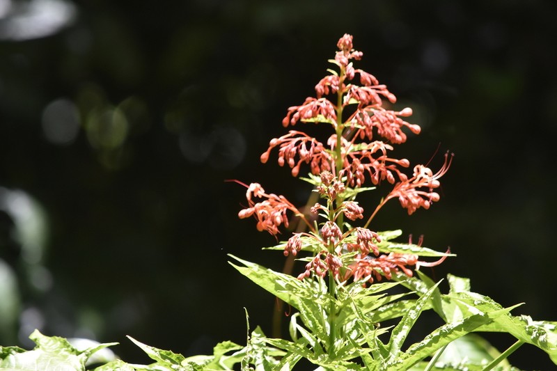 Clerodendrum palmatolobatum photo 5