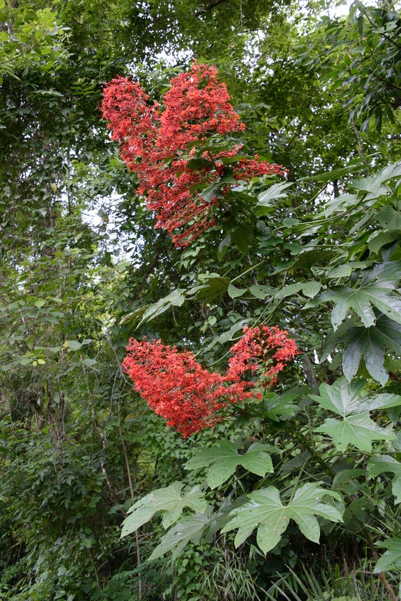 Clerodendrum palmatolobatum photo 6