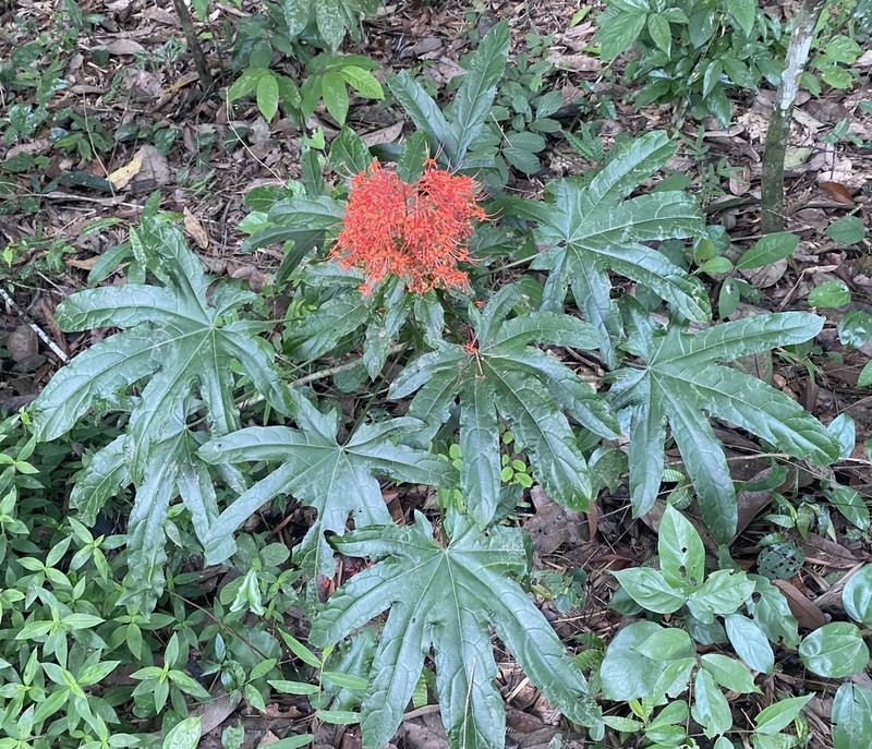 Clerodendrum palmatolobatum photo 7