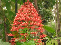 Pagoda-Flower