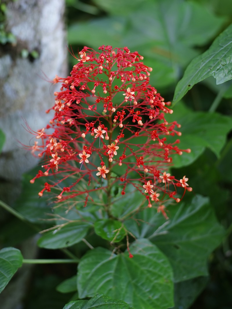 Pagoda-Flower photo 2