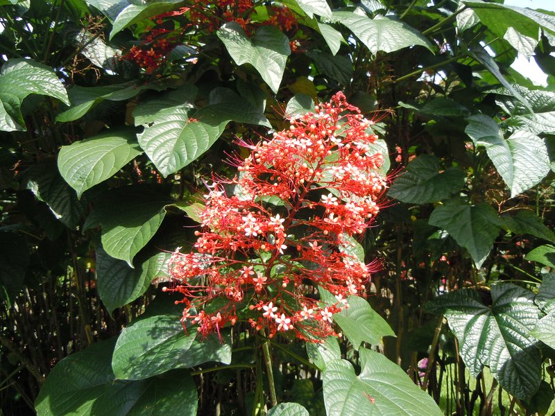 Pagoda-Flower photo 4