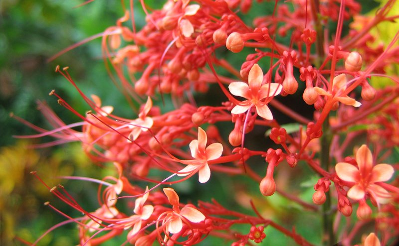 Pagoda-Flower photo 5