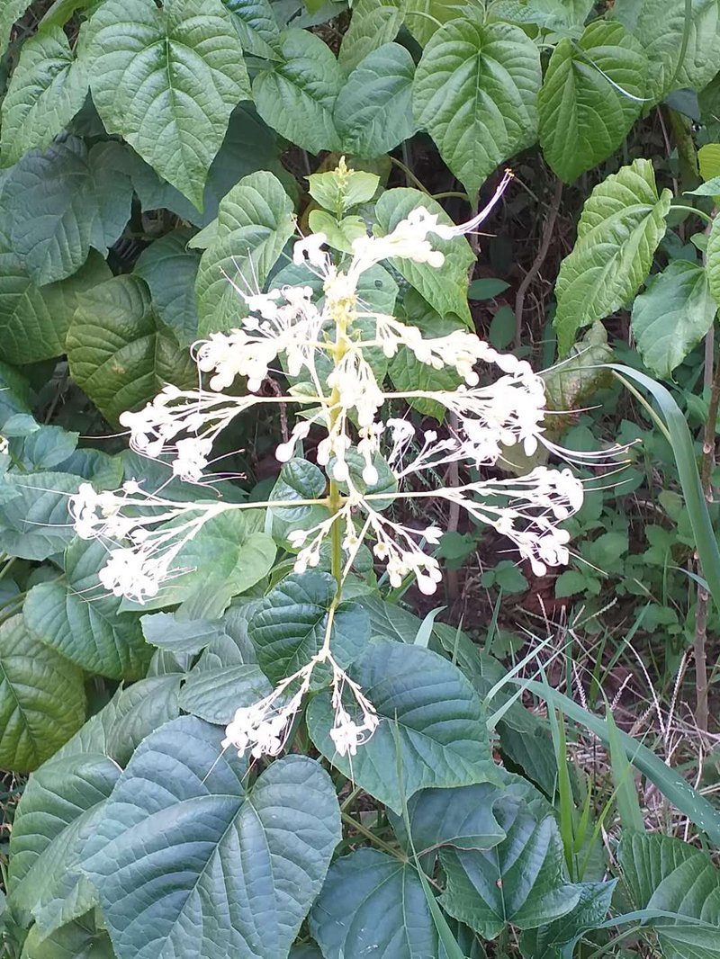 Pagoda-Flower photo 6