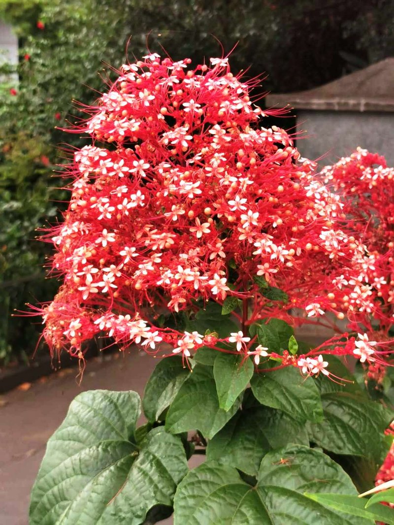 Pagoda-Flower photo 7