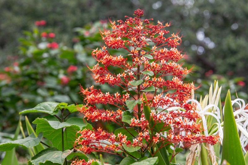 Pagoda-Flower photo 8
