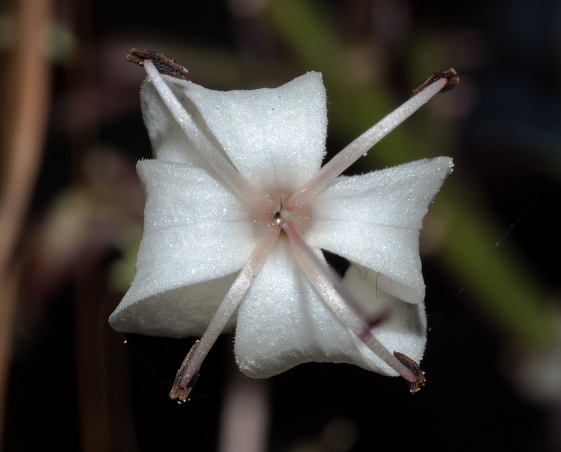 Clerodendrum quadriloculare photo 2