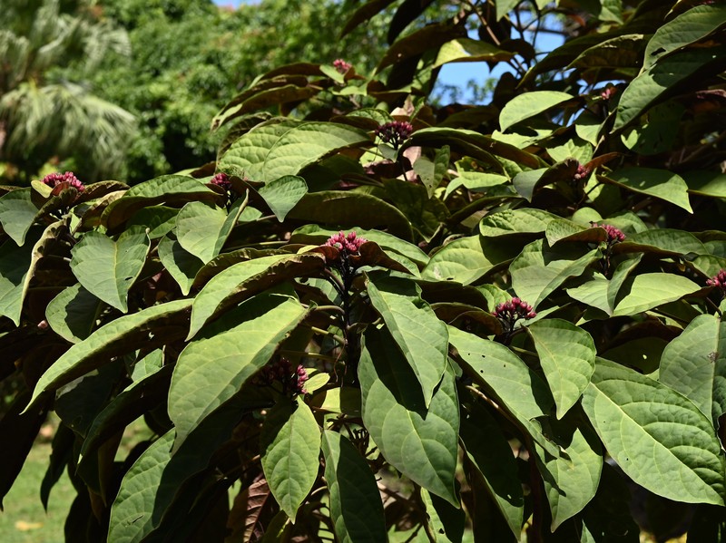 Clerodendrum quadriloculare photo 3