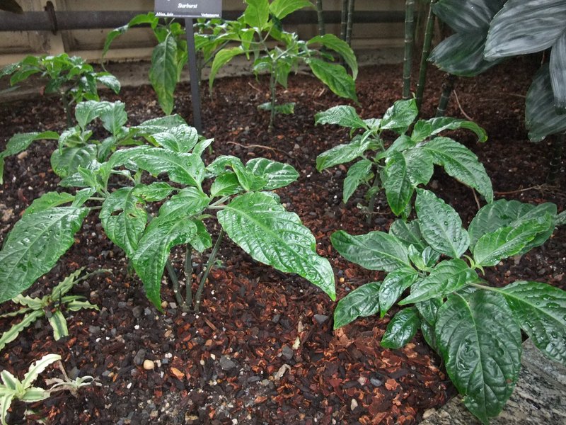 Clerodendrum quadriloculare photo 4