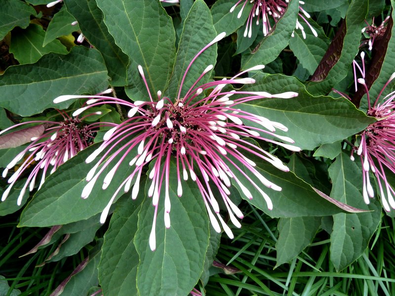 Clerodendrum quadriloculare photo 5