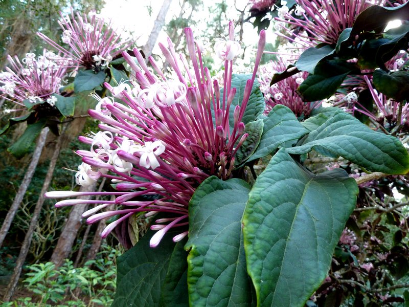 Clerodendrum quadriloculare photo 6