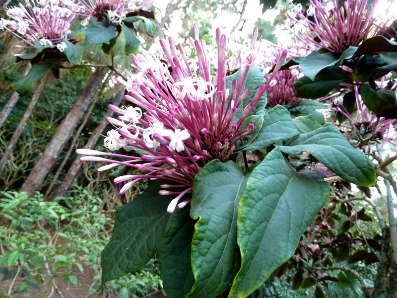 Clerodendrum quadriloculare photo 7