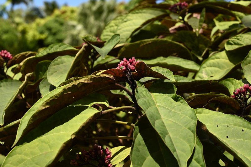 Clerodendrum quadriloculare photo 8