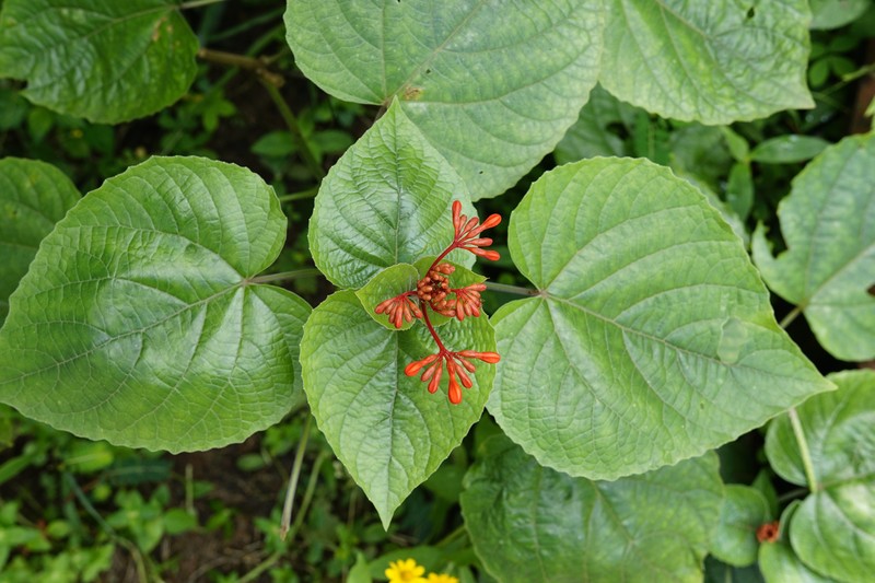 Javanese Glorybower photo 2