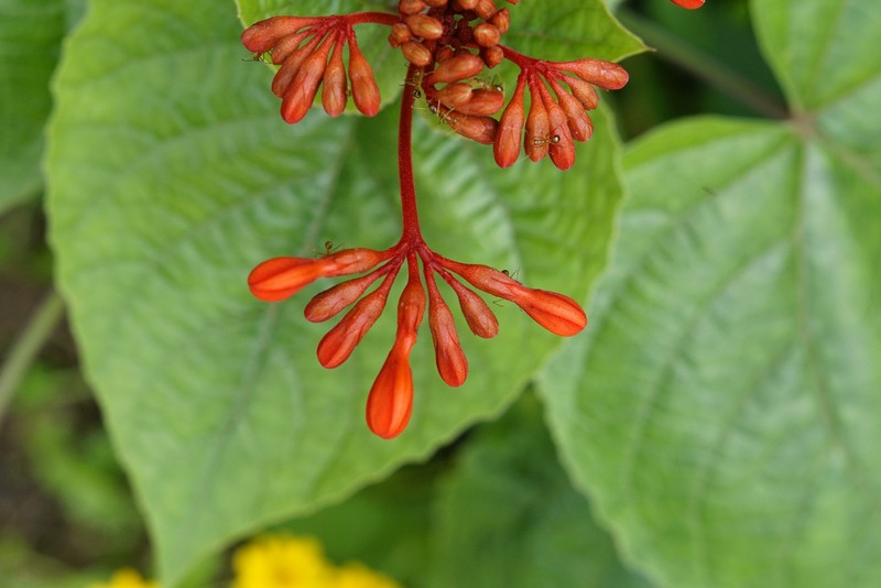 Javanese Glorybower photo 3