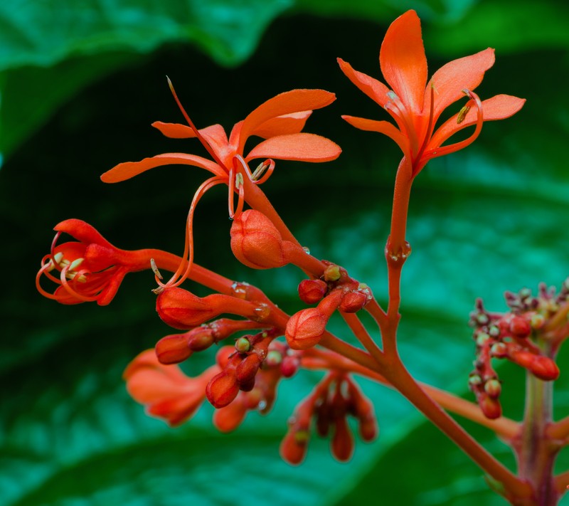 Javanese Glorybower photo 4