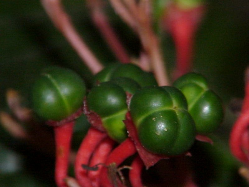 Javanese Glorybower photo 5