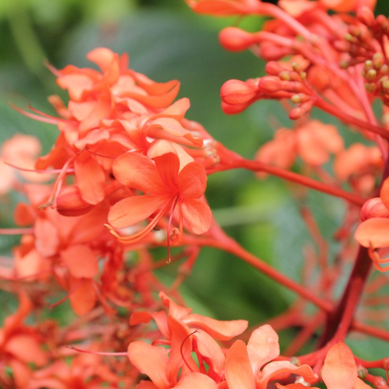 Javanese Glorybower photo 6
